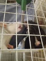 VFL.RU - ваш фотохостинг