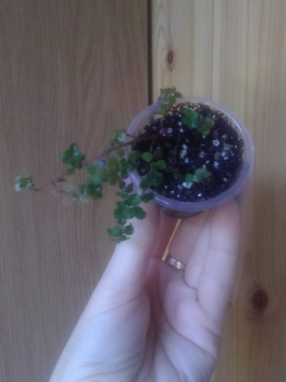 Pilea depressa