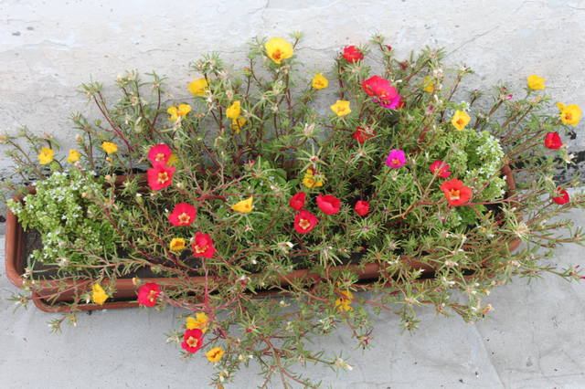 Чайная беседка