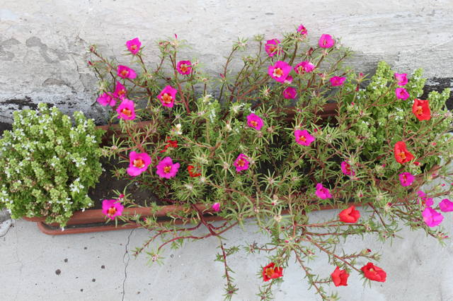 Чайная беседка