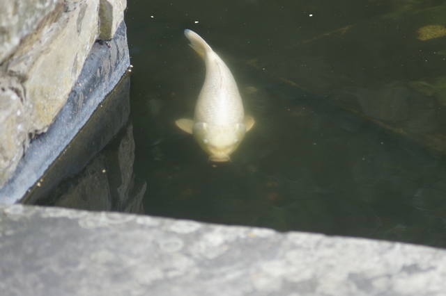 27383022_m.jpg