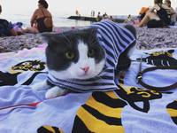 Кошки в нашей жизни. Кошки и все, что с ними связано.