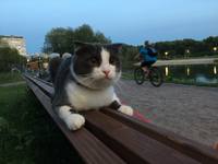 Кошки в нашей жизни. Кошки и все, что с ними связано. Кошки в нашей жизни. Кошки и все, что с ними связано.