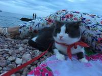 Кошки в нашей жизни. Кошки и все, что с ними связано. Кошки в нашей жизни. Кошки и все, что с ними связано.