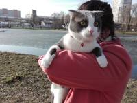 Кошки в нашей жизни. Кошки и все, что с ними связано. Кошки в нашей жизни. Кошки и все, что с ними связано.