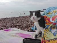 Кошки в нашей жизни. Кошки и все, что с ними связано.