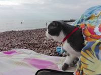 Кошки в нашей жизни. Кошки и все, что с ними связано.