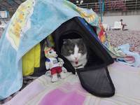 Кошки в нашей жизни. Кошки и все, что с ними связано.