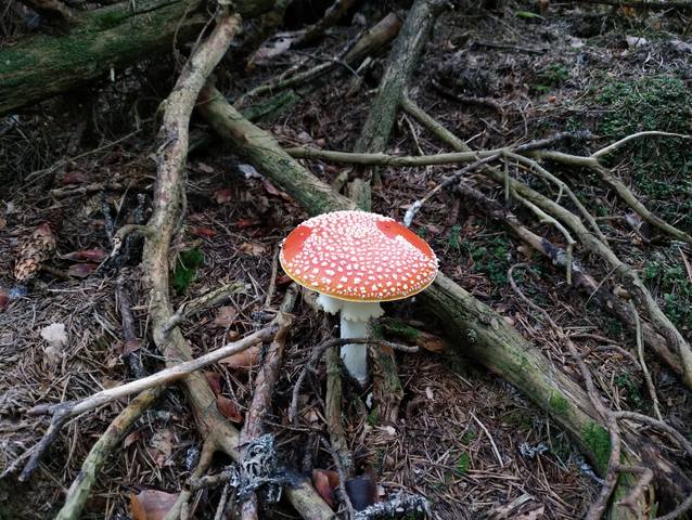 Публикувано изображение