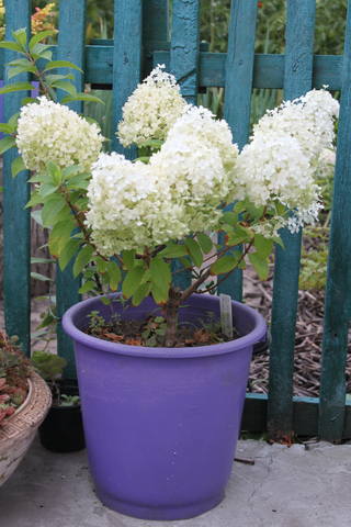 Чайная беседка