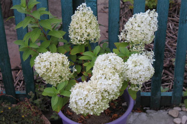 Чайная беседка