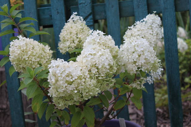 Чайная беседка