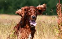 Irish-Setter-4