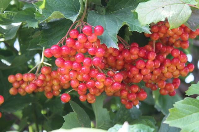 Чайная беседка