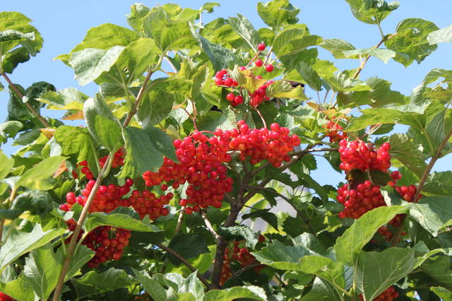 Чайная беседка