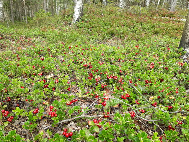http://images.vfl.ru/ii/1566046241/7e331dc6/27569123_m.jpg
