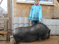 VFL.RU - ваш фотохостинг