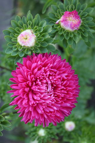 Чайная беседка