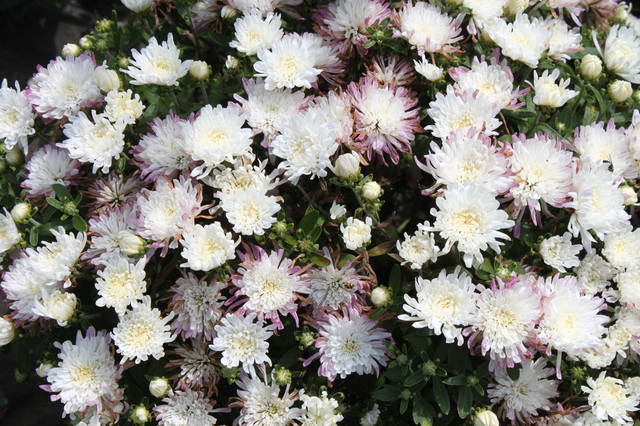 Чайная беседка