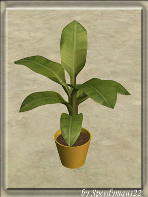 bananenpflanze
