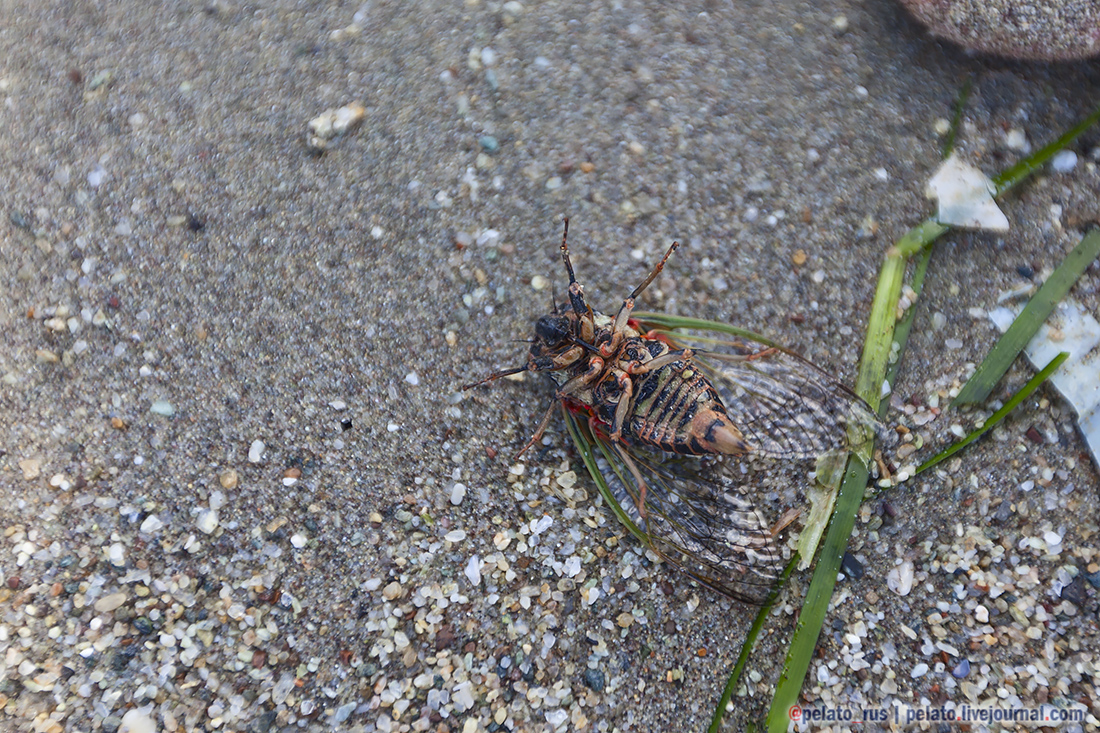 (С) Pelato Blog: pelato.livejournal.com Instagram: @pelato_rus жук муха beetle fly sand песок Греция Greece