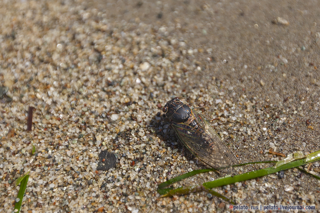 (С) Pelato Blog: pelato.livejournal.com Instagram: @pelato_rus жук муха beetle fly sand песок Греция Greece
