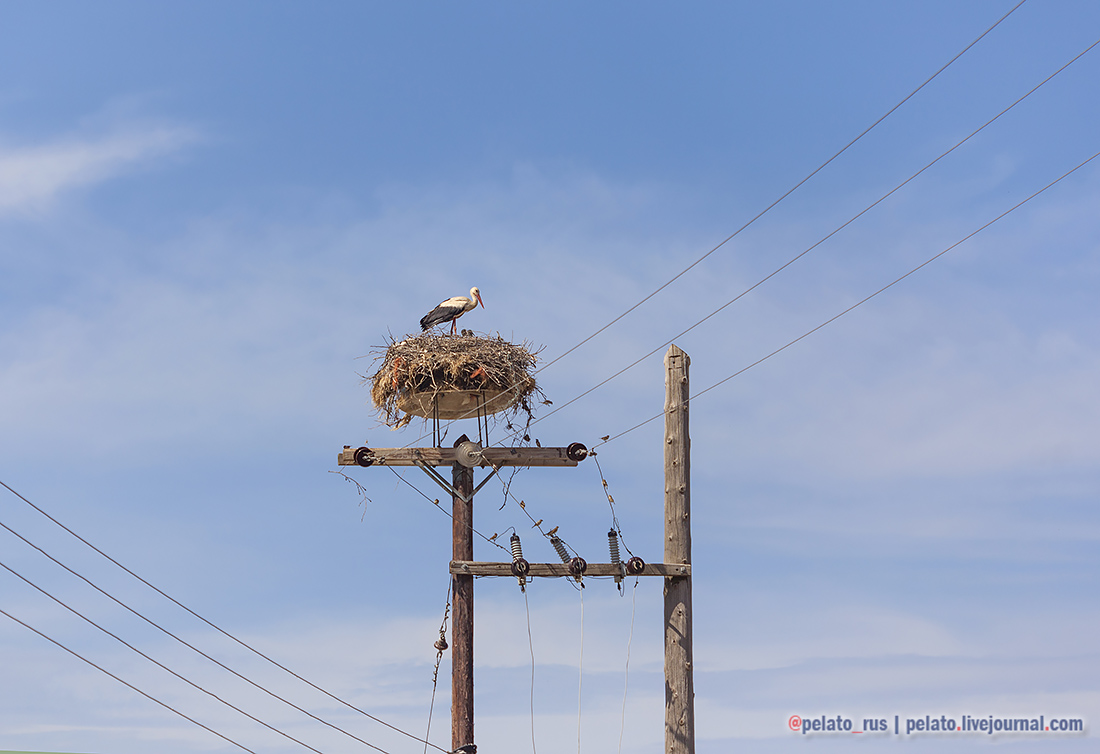 (С) Pelato Blog: pelato.livejournal.com Instagram: @pelato_rus аист аисты гнездо stork storks nest Chicks Греция Македония Greece travel путешествие