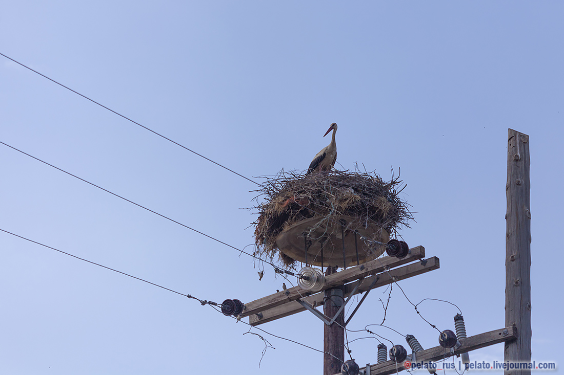 (С) Pelato Blog: pelato.livejournal.com Instagram: @pelato_rus аист аисты гнездо stork storks nest Chicks Греция Македония Greece travel путешествие