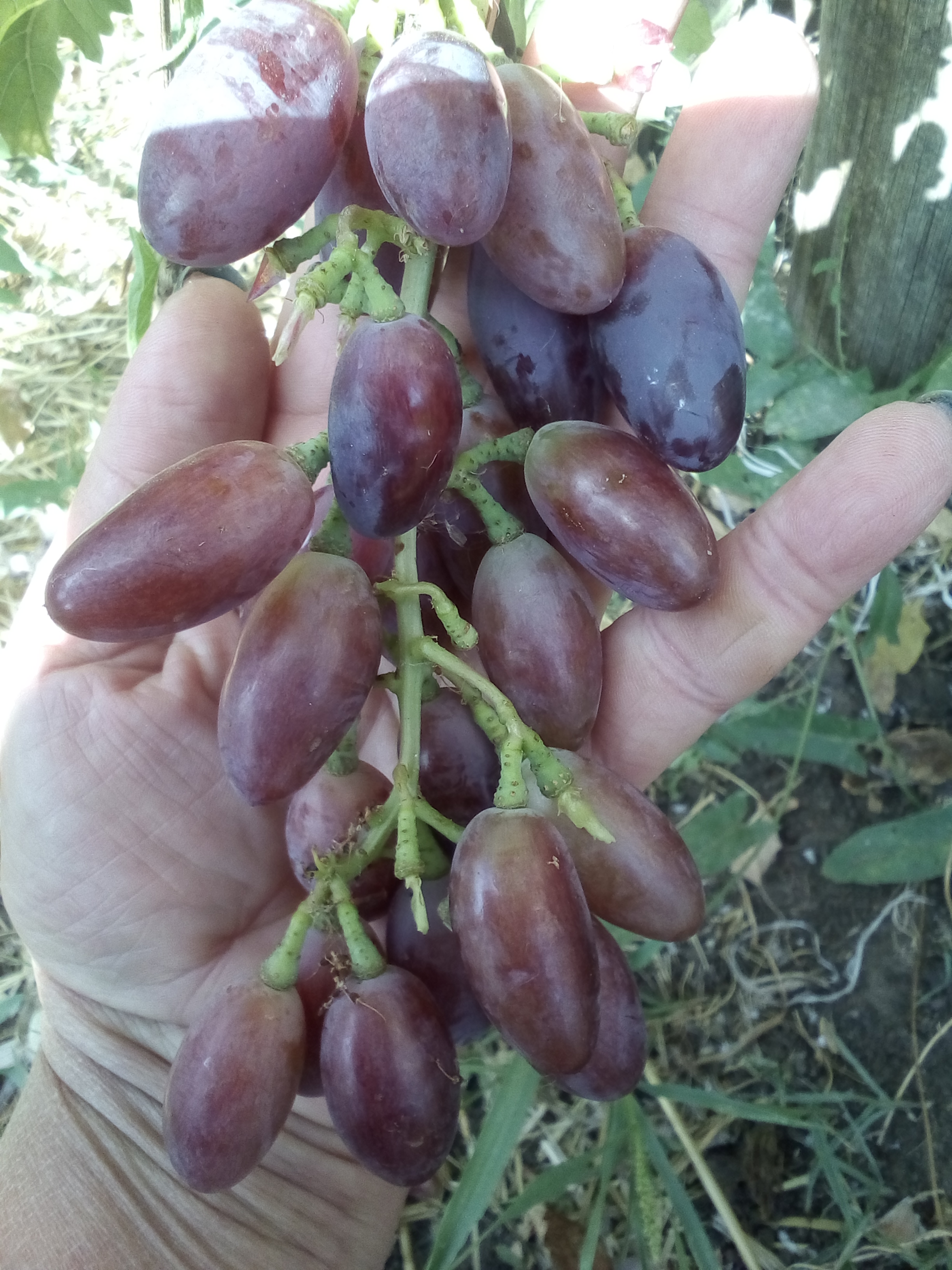 Сорт винограда Аладдин