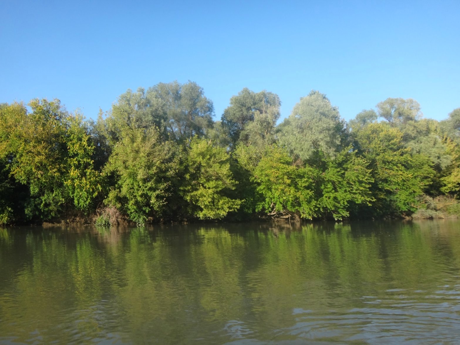 На реке Кубань, август 2019