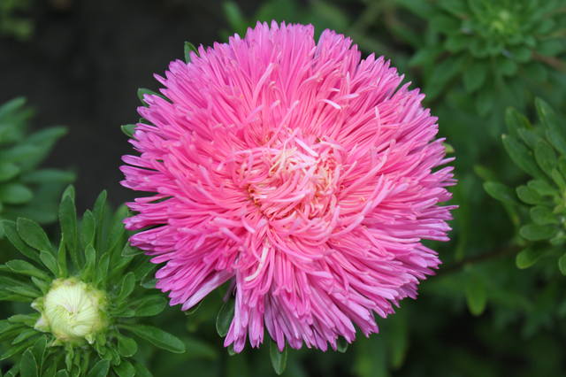 Чайная беседка