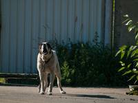 Петрозаводск. Авангард. Северная точка (53)