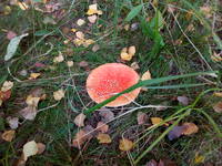 VFL.RU - ваш фотохостинг