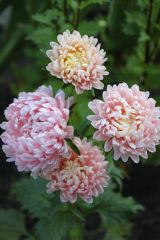 Чайная беседка