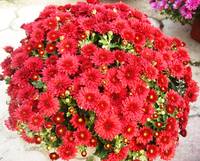 Хризантема мультифлора Даниелла Ред