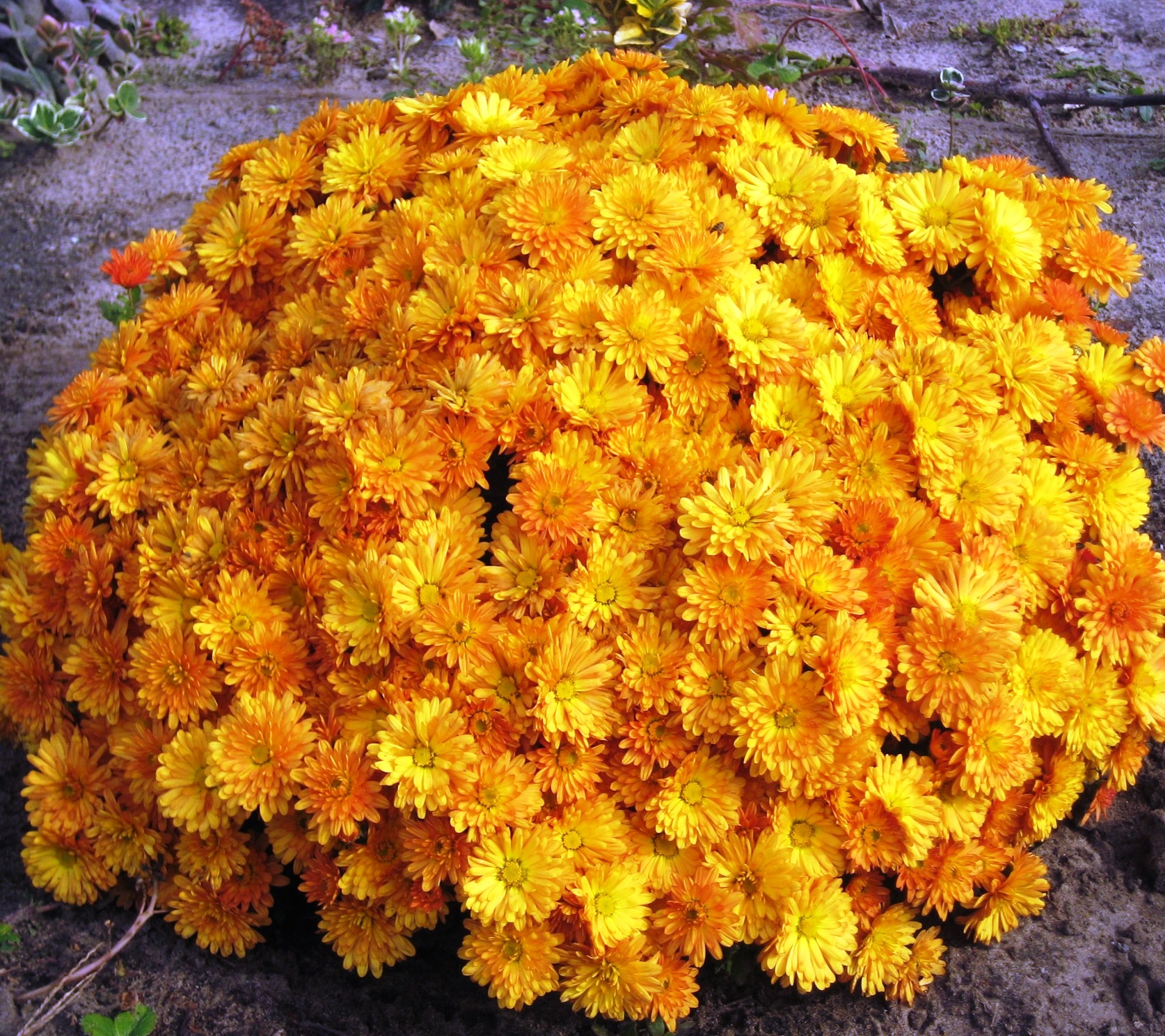 Хризантема мультифлора желтая осень