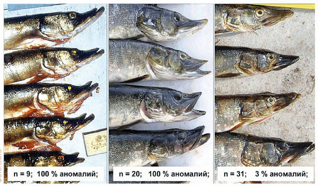 Аномальное развитие рыбы в   водоёмах загрязнённых нефтью