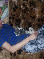 VFL.RU - ваш фотохостинг