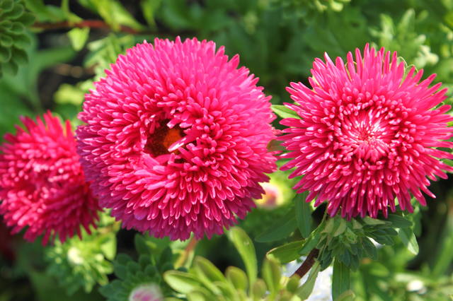 Чайная беседка