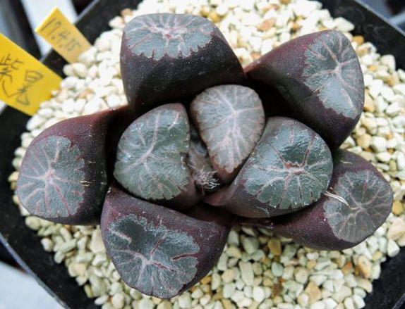 haworthia shiko