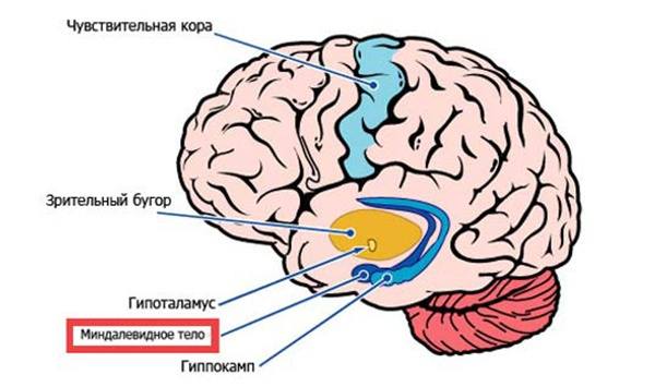 chto-proishodit-s-nashim-mozgom-vo-vremya-prokrastinacii-3