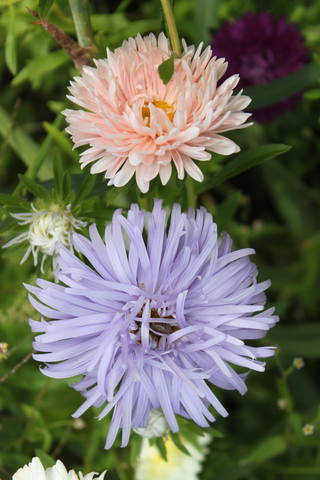 Чайная беседка