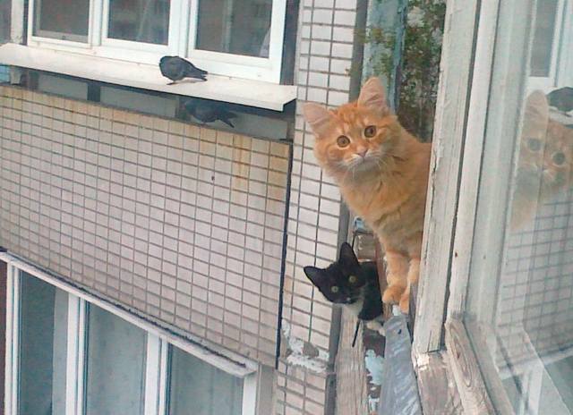 коты балкон