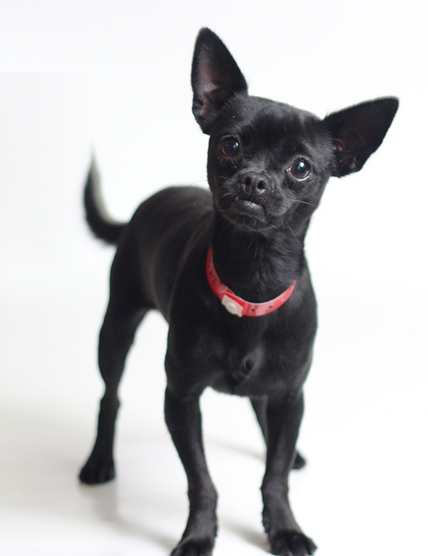 Cutest-Black-Chihuahua-Dog-Looks-So-Lovely