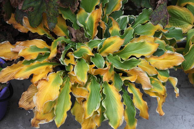 Чайная беседка