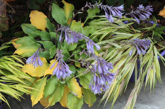 Чайная беседка