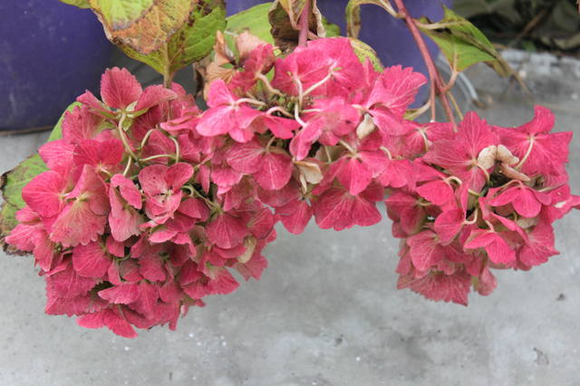 Чайная беседка