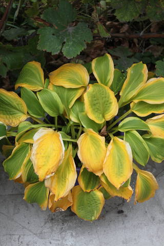 Чайная беседка