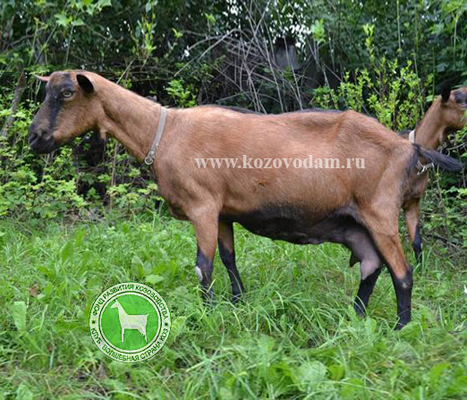 Риточка 2 ЛПХ Любимцевой