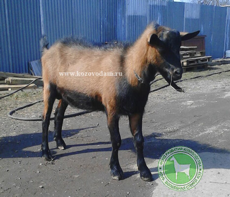 Барон-Эмик 1 Варвара